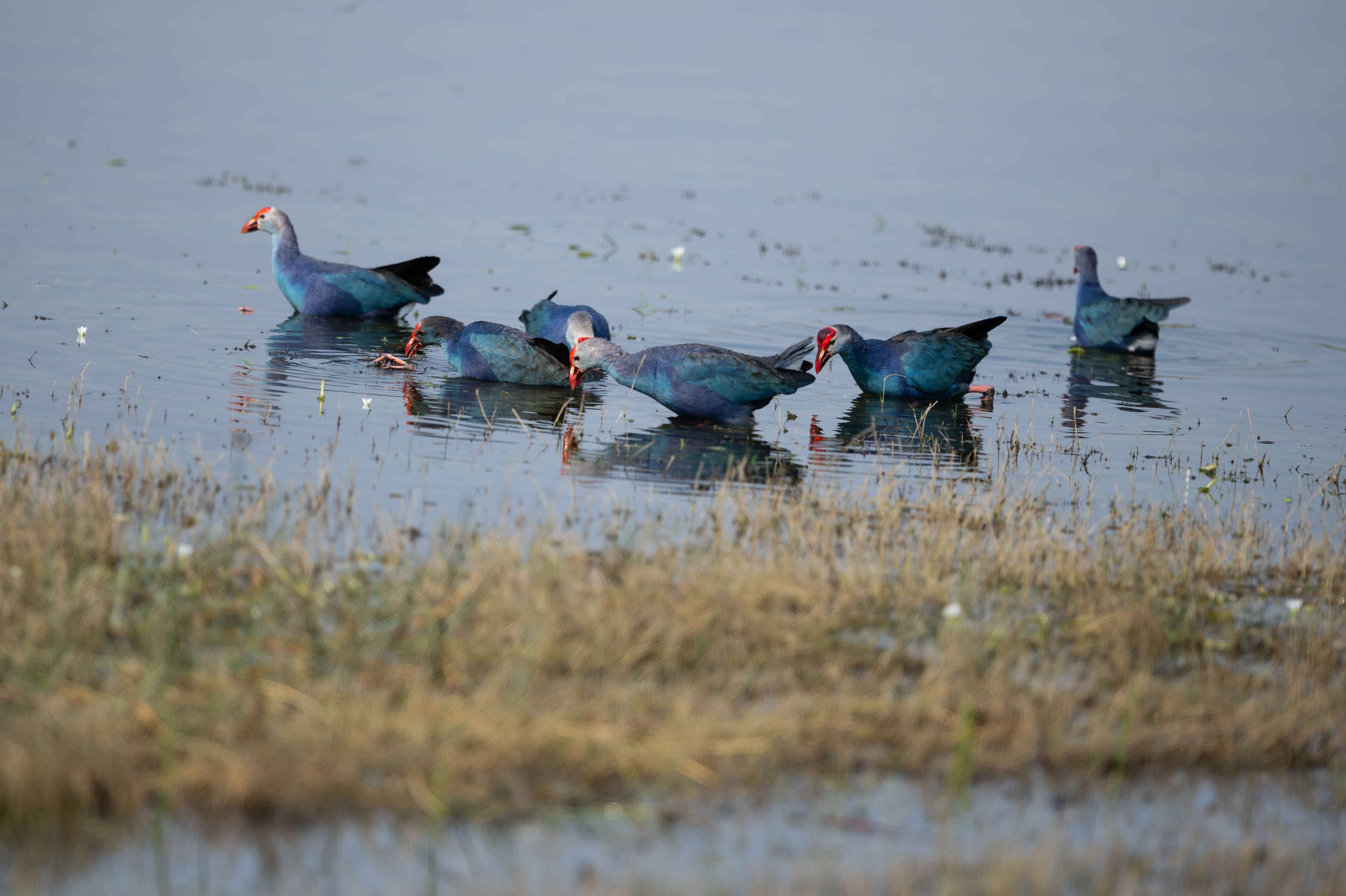 Moorhen